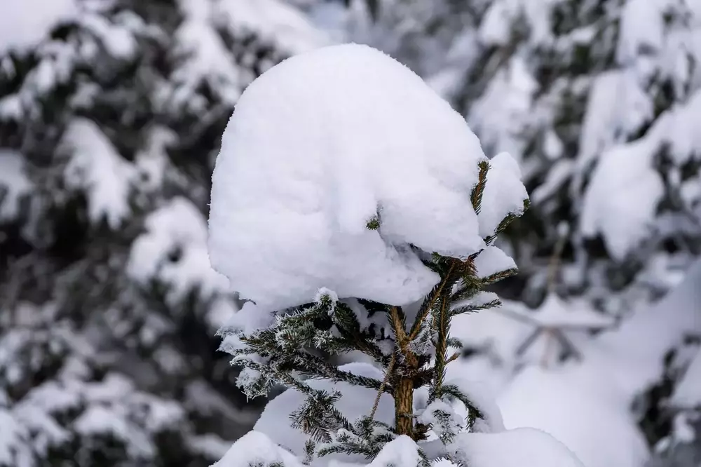 Schneeschuh Schnupperkurs