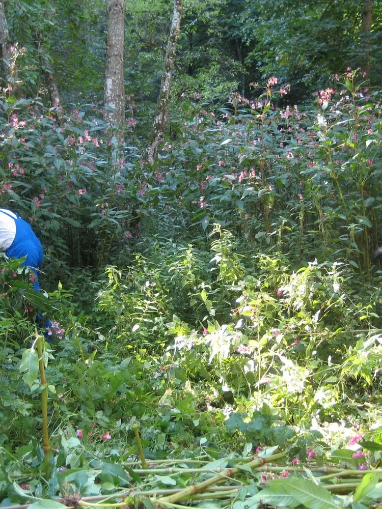 Neophytenmanagement im Naturpark Kaunergrat