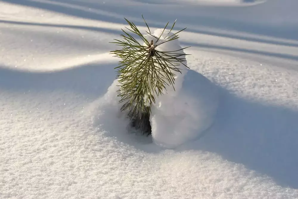 Schneeschuh Schnupperkurs