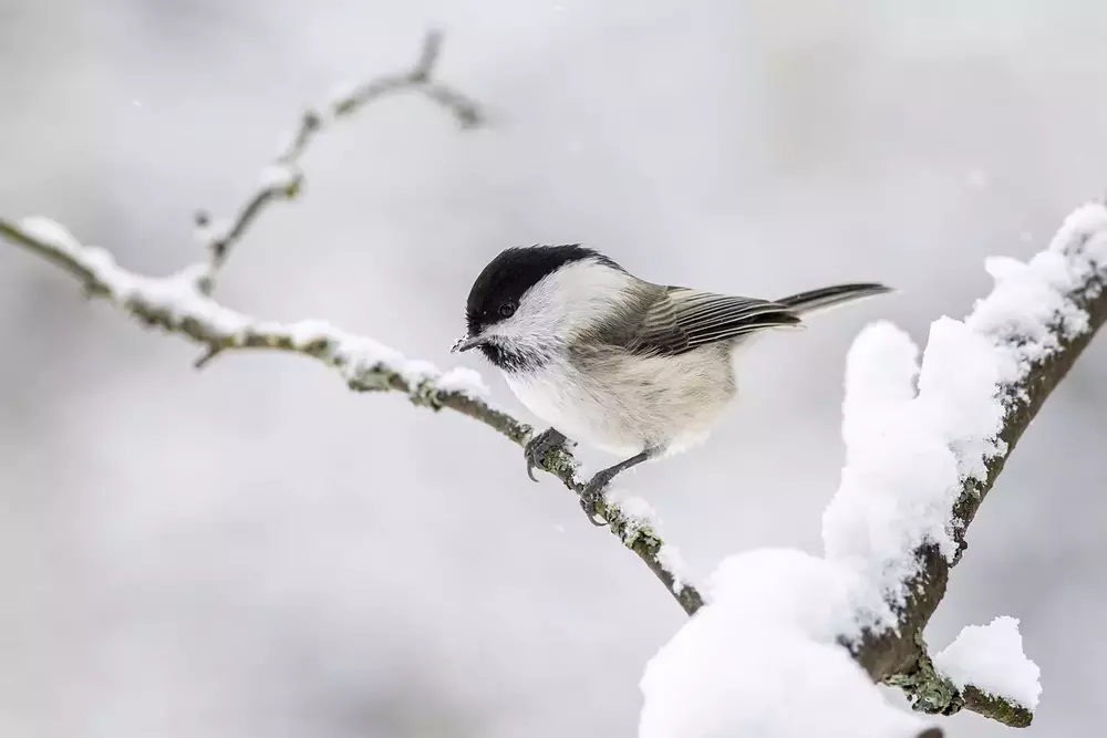 Soko Spuren im Winter