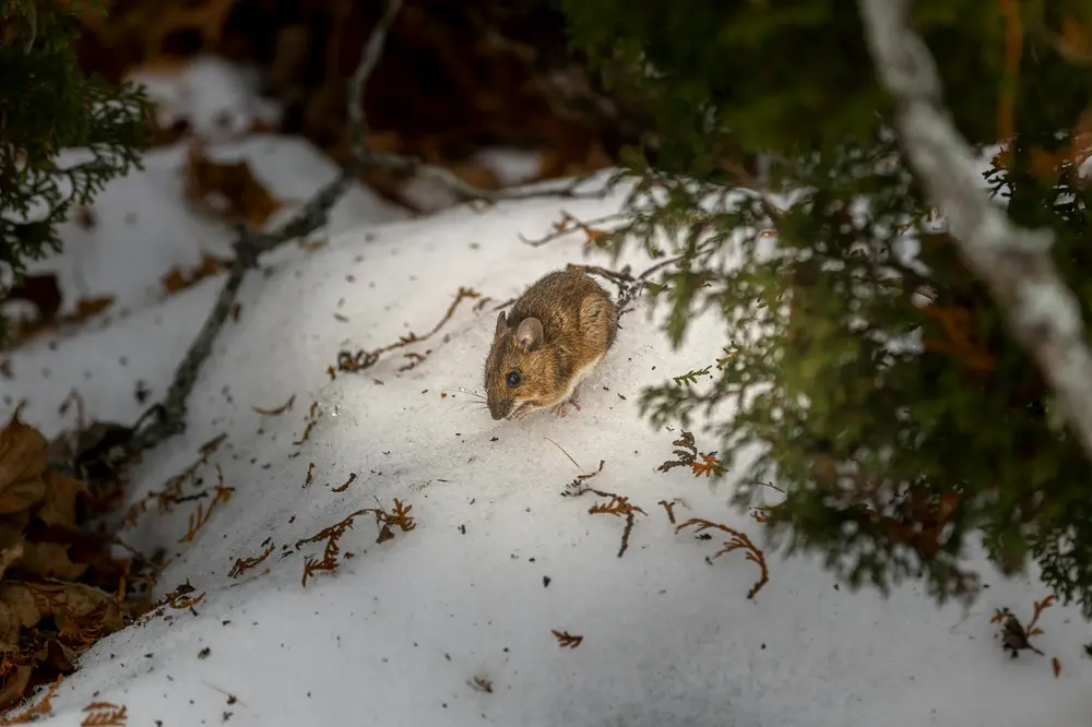 Wildtiere im Naturpark Kaunergrat