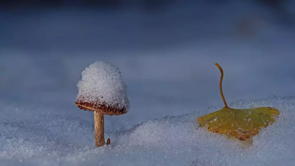 Natur Respektvoll Erleben